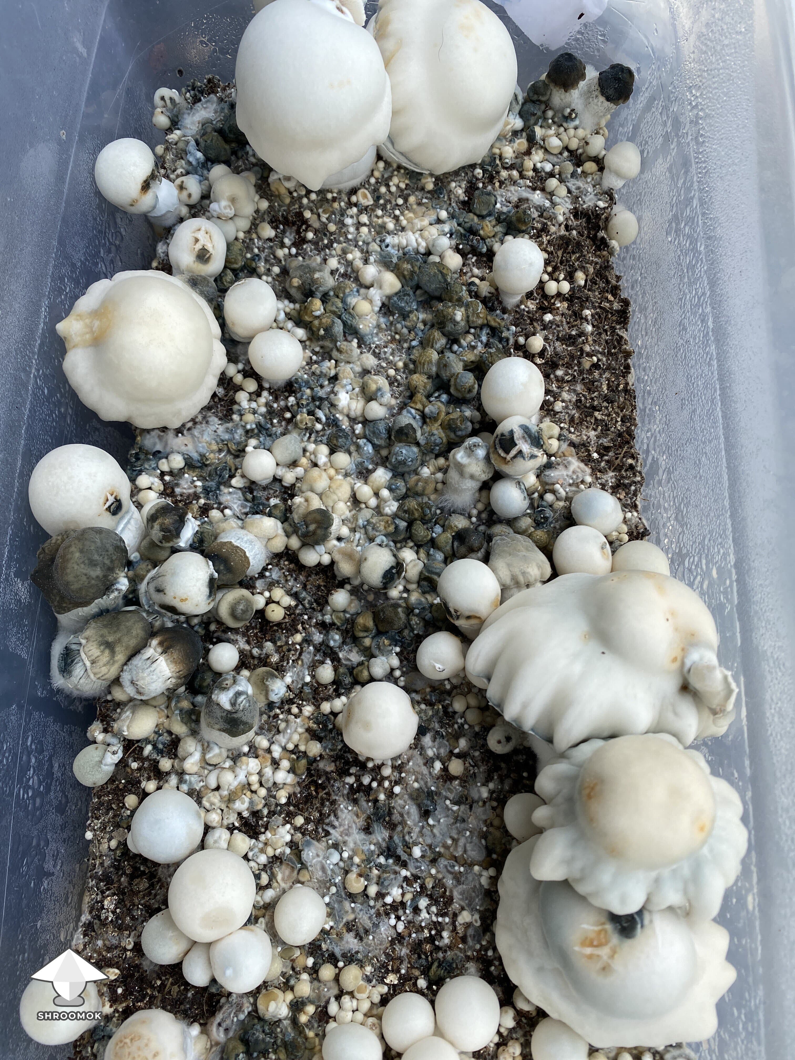 Bacterial Blotch example 5