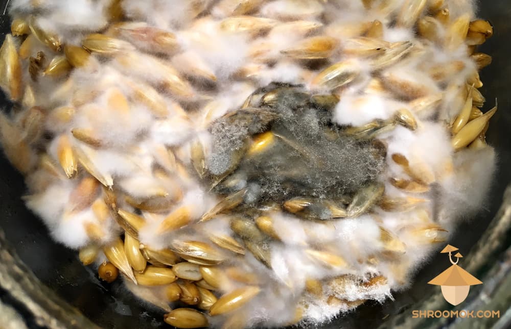 Black Mold (Aspergillus)