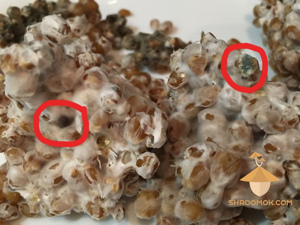 Black Mold (Aspergillus) example 2