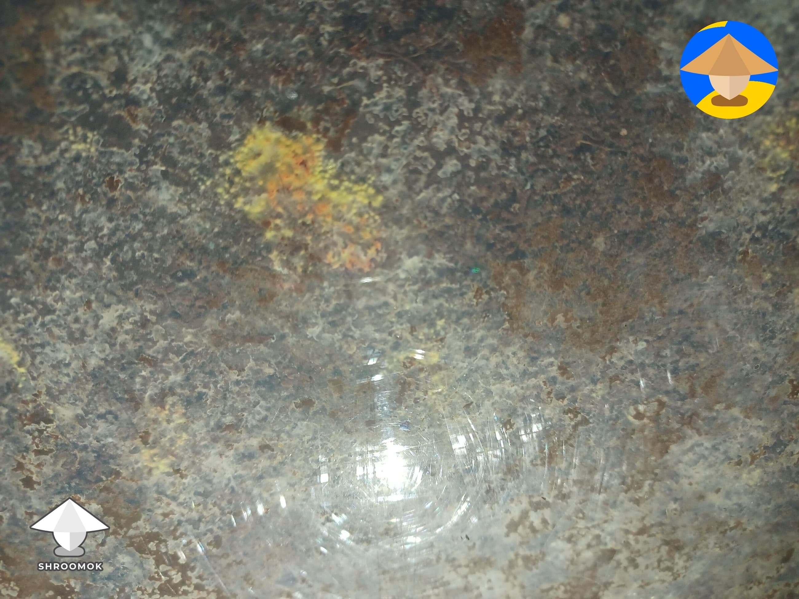 Black Mold (Aspergillus) example 3