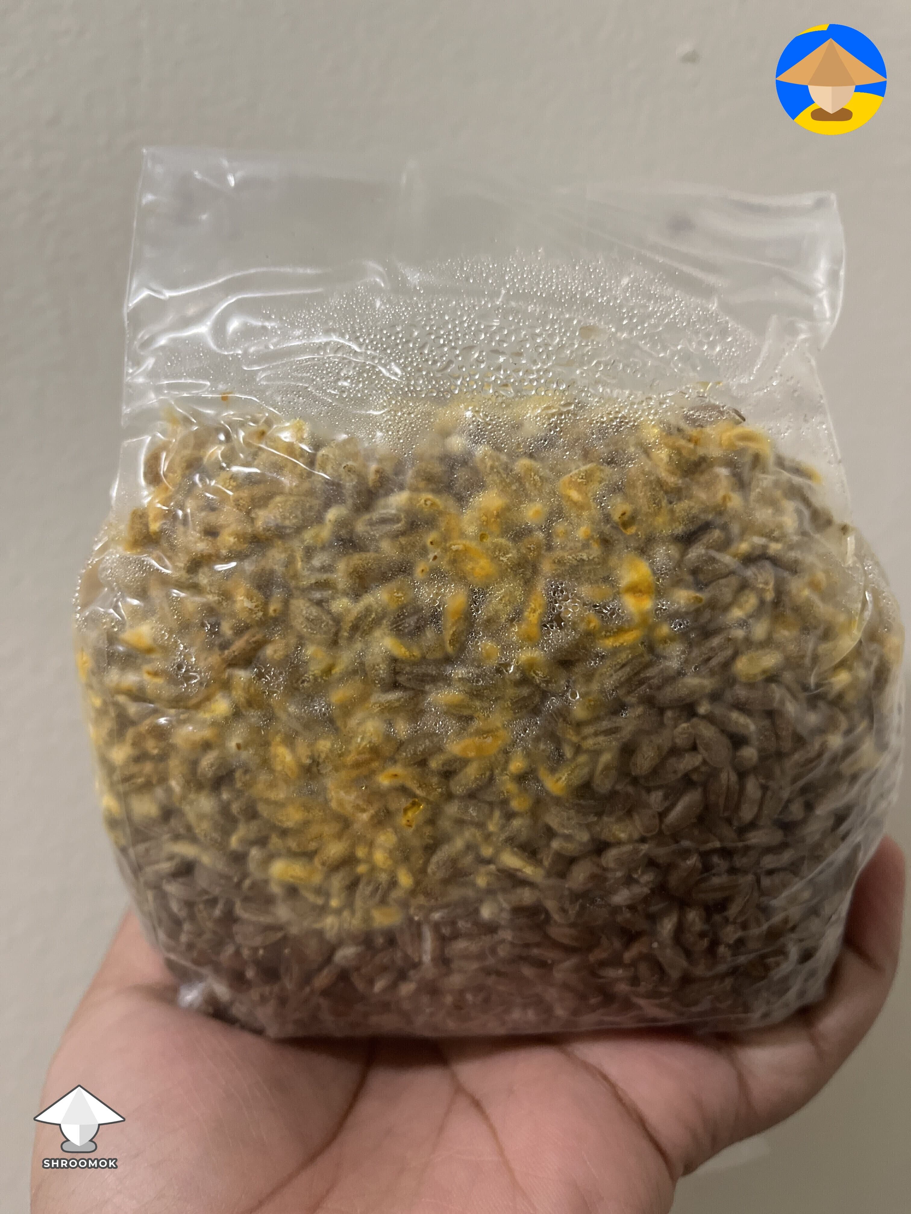 Black Mold (Aspergillus) example 4