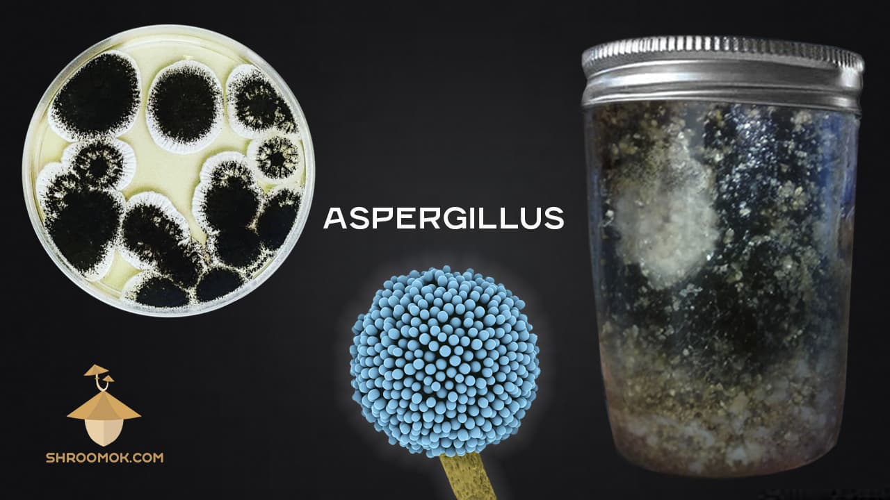 Black Mold (Aspergillus) example 5