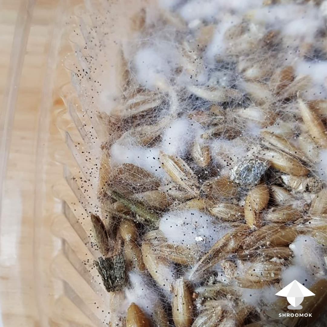 Black Pin Mold example 2