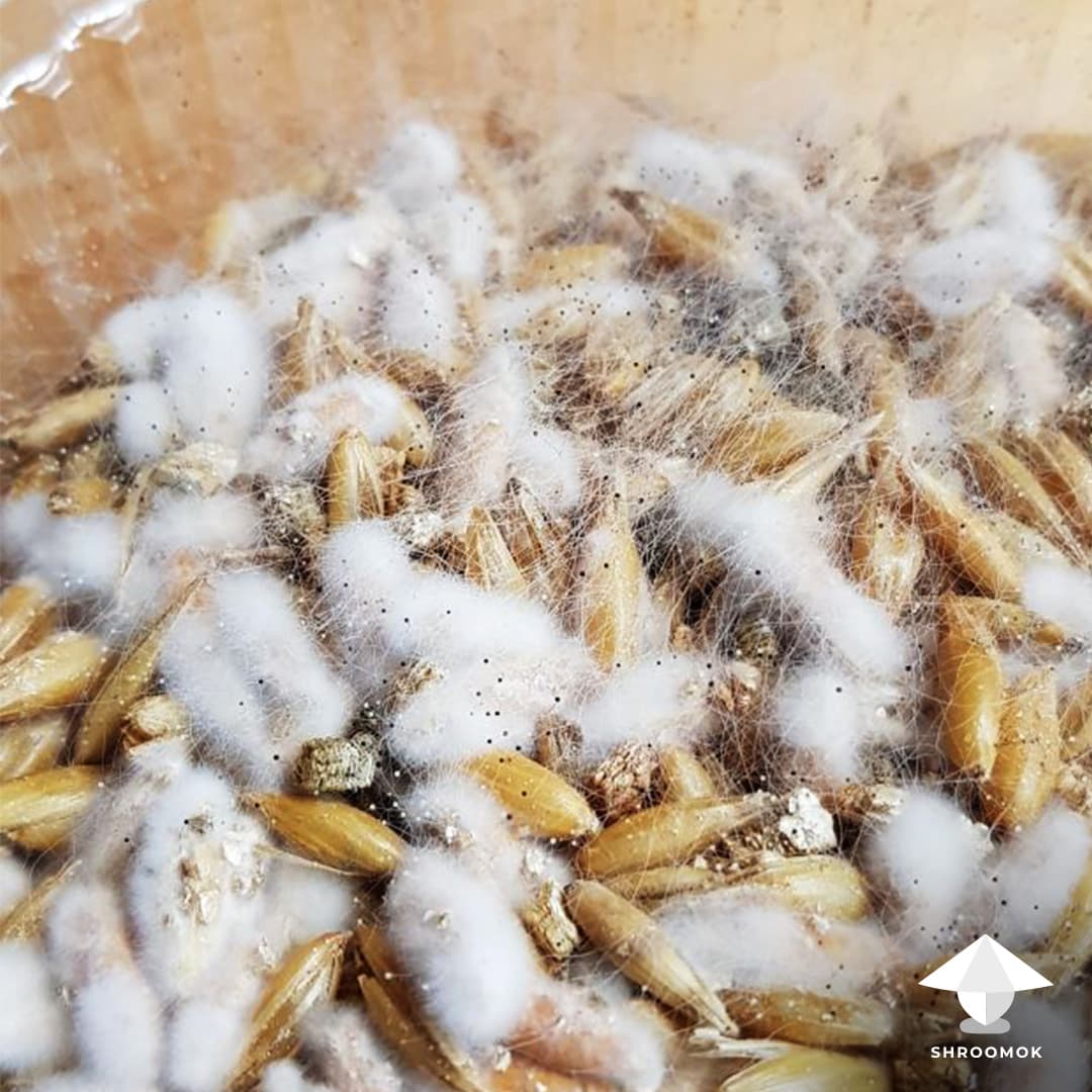 Black Pin Mold example 3