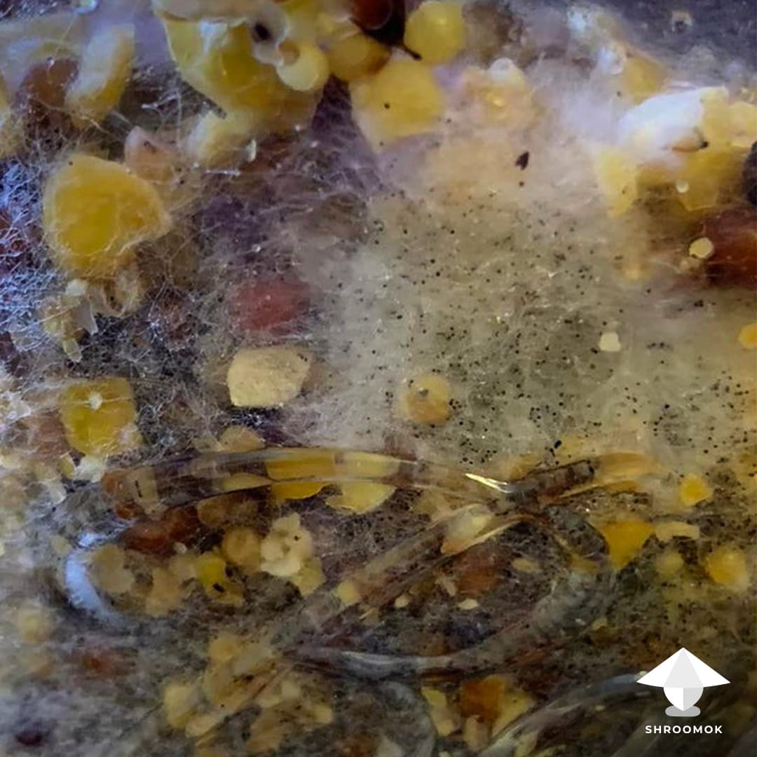 Black Pin Mold example 4