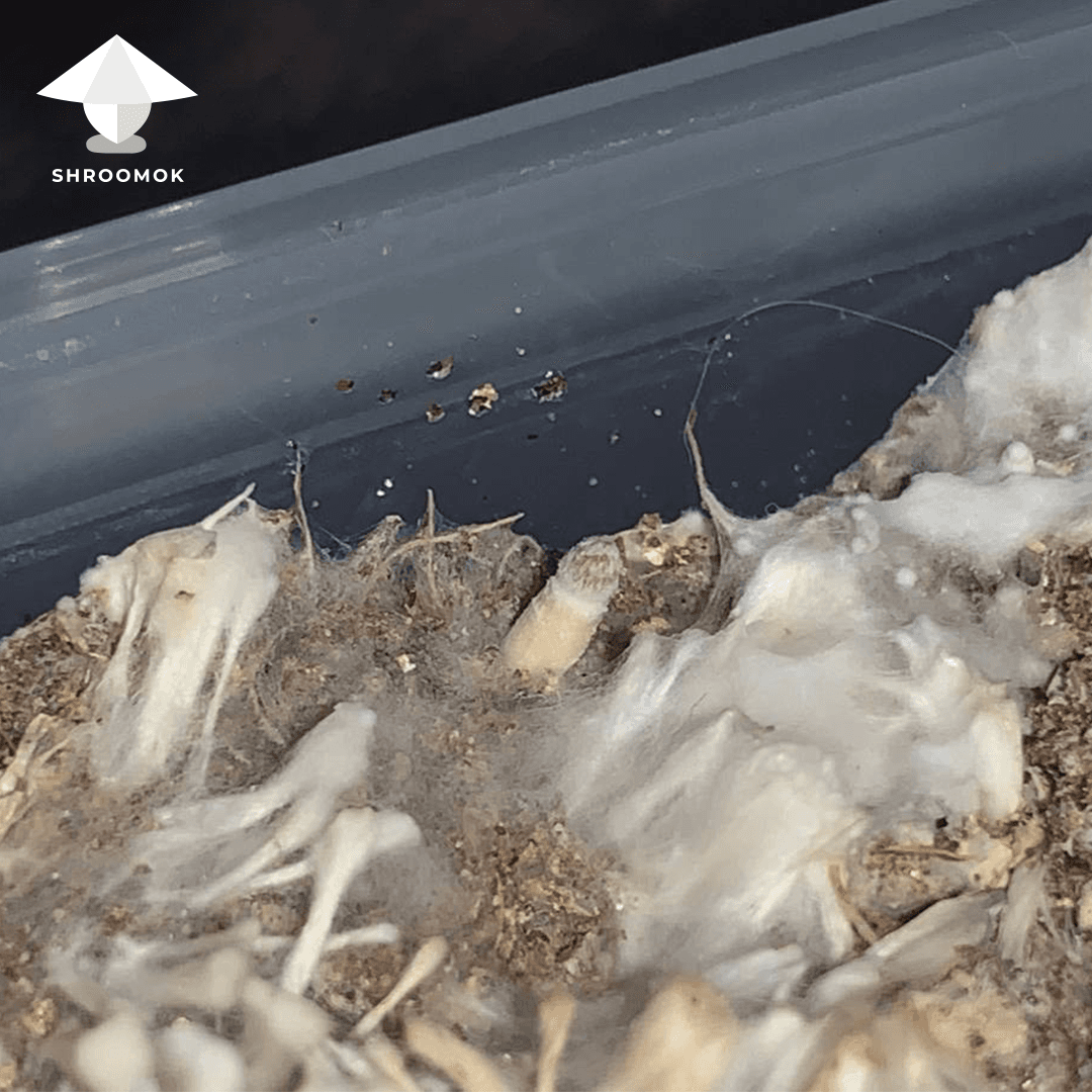 Cobweb Mold example 3