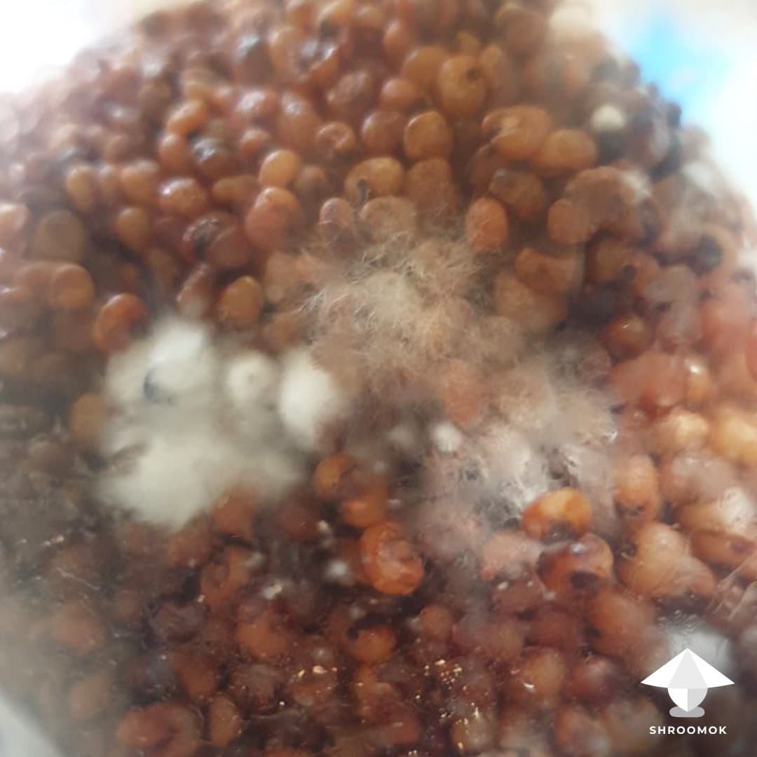 Cobweb Mold example 4