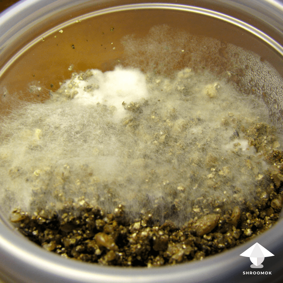 Cobweb Mold example 5