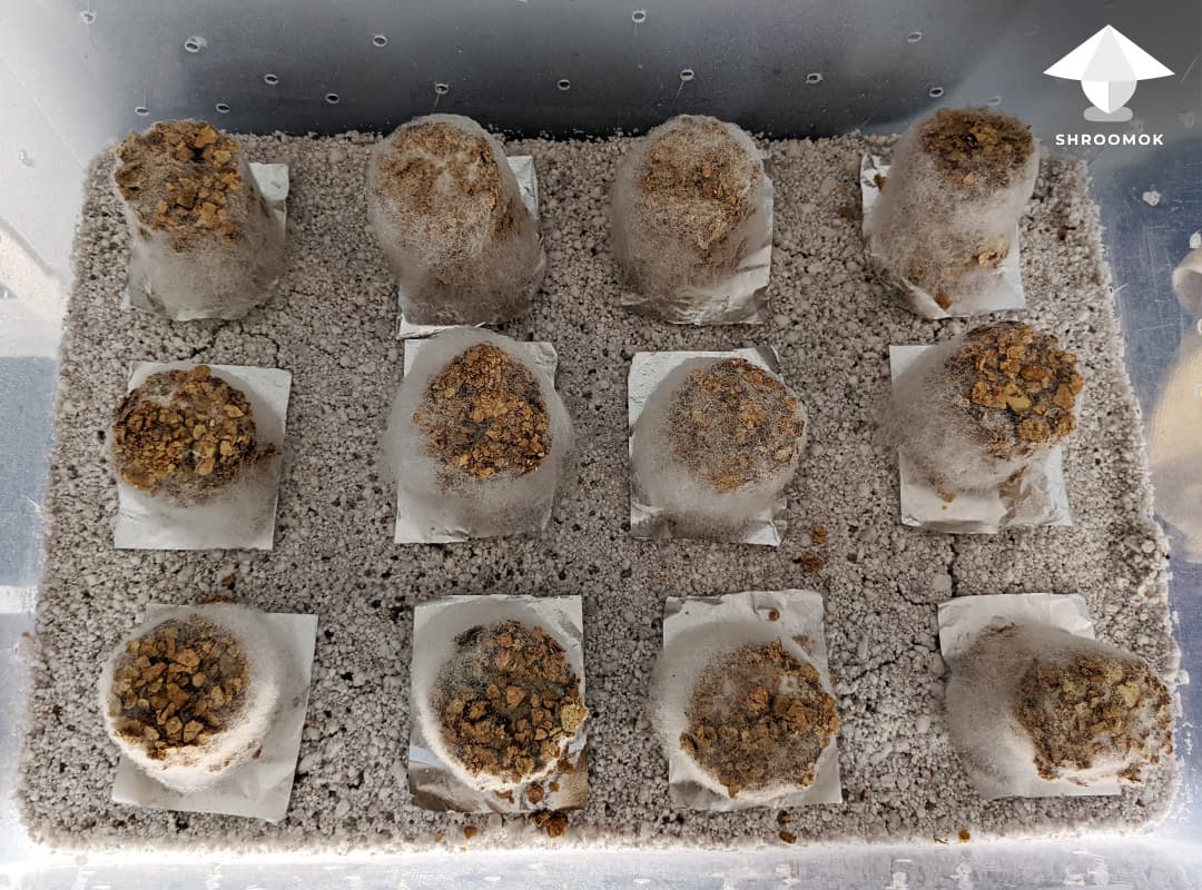 Cobweb Mold example 7