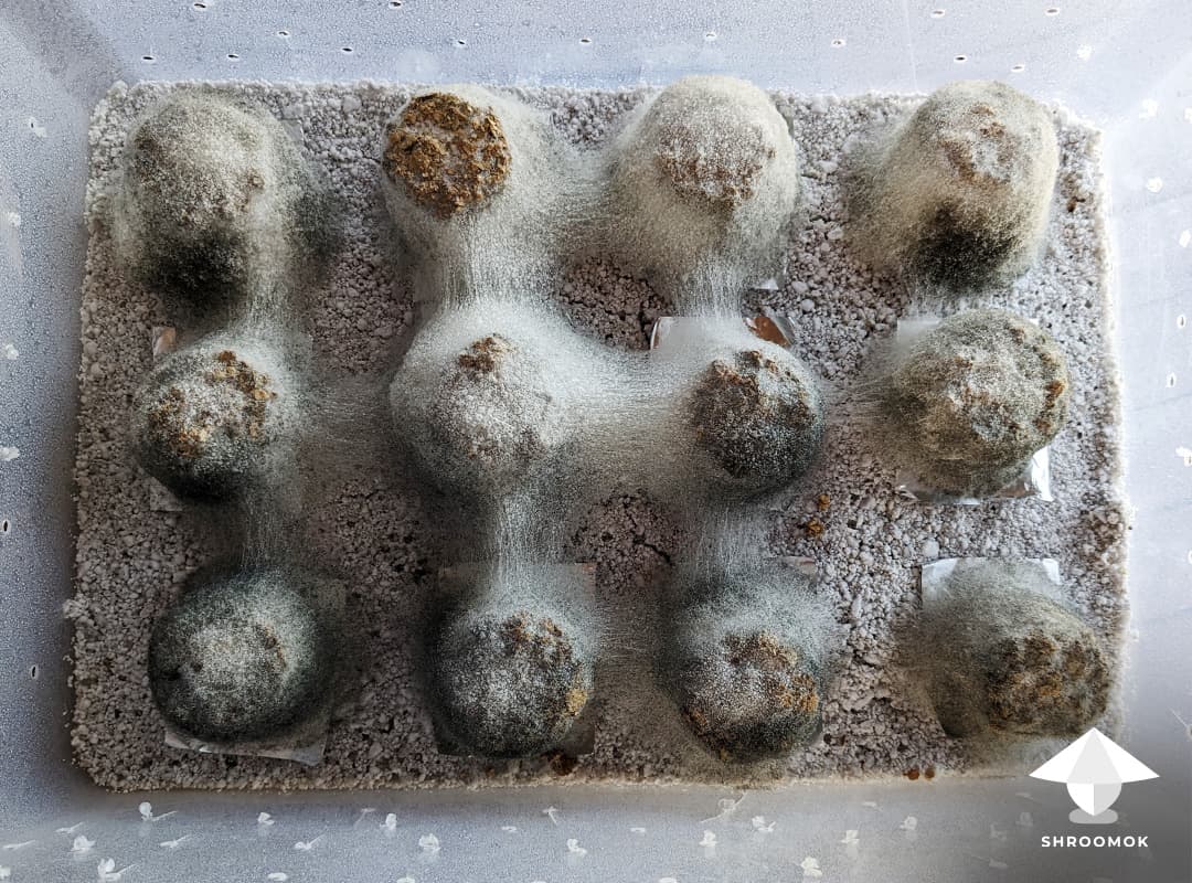 Cobweb Mold example 8