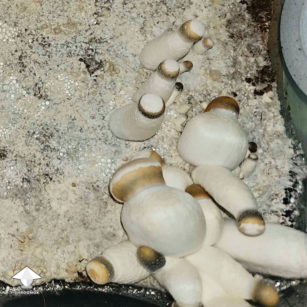 Dry Bubble Disease example 3