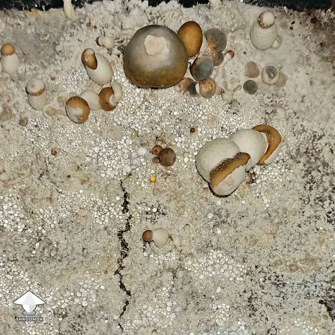 Dry Bubble Disease example 4