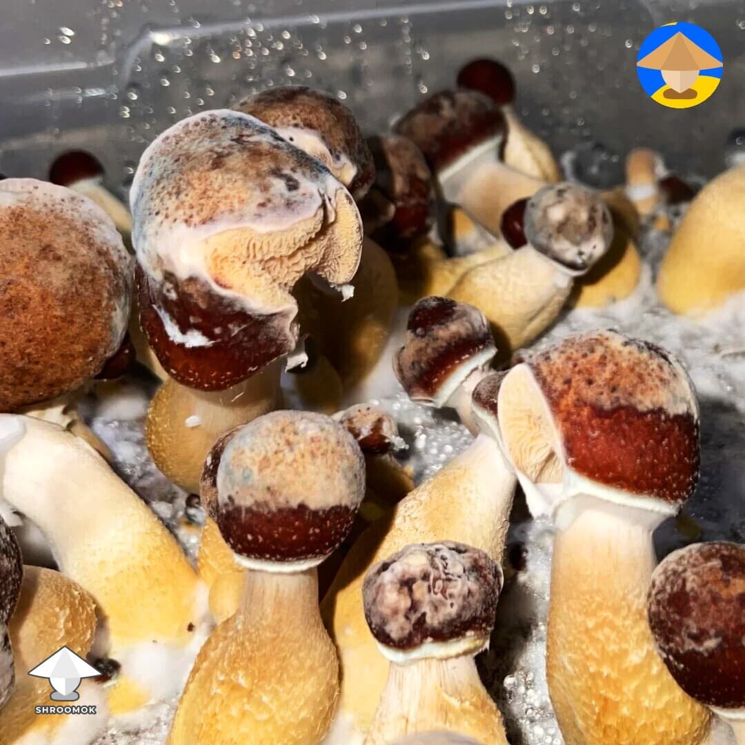 Dry Bubble Disease example 5