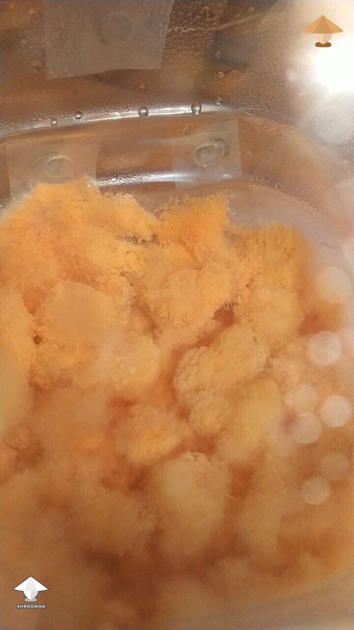 Pink Bread Mold (Neurospora)