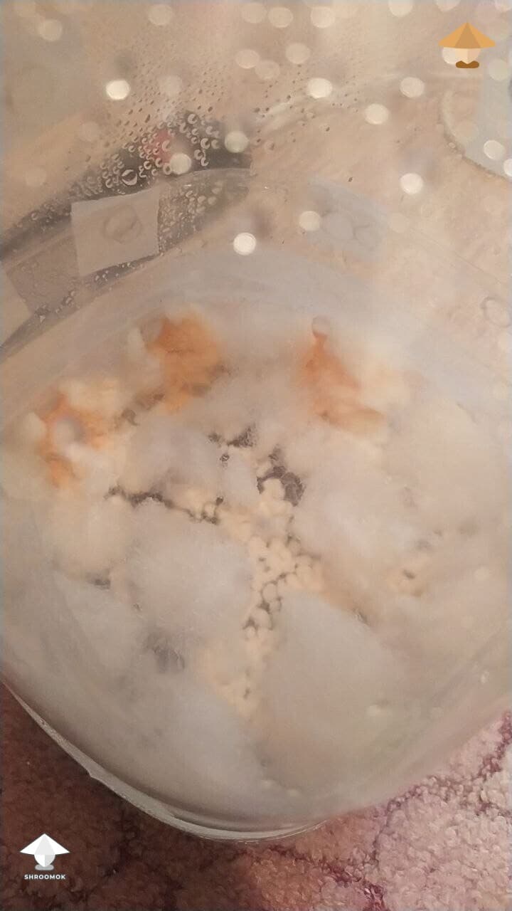 Pink Bread Mold (Neurospora) example 2