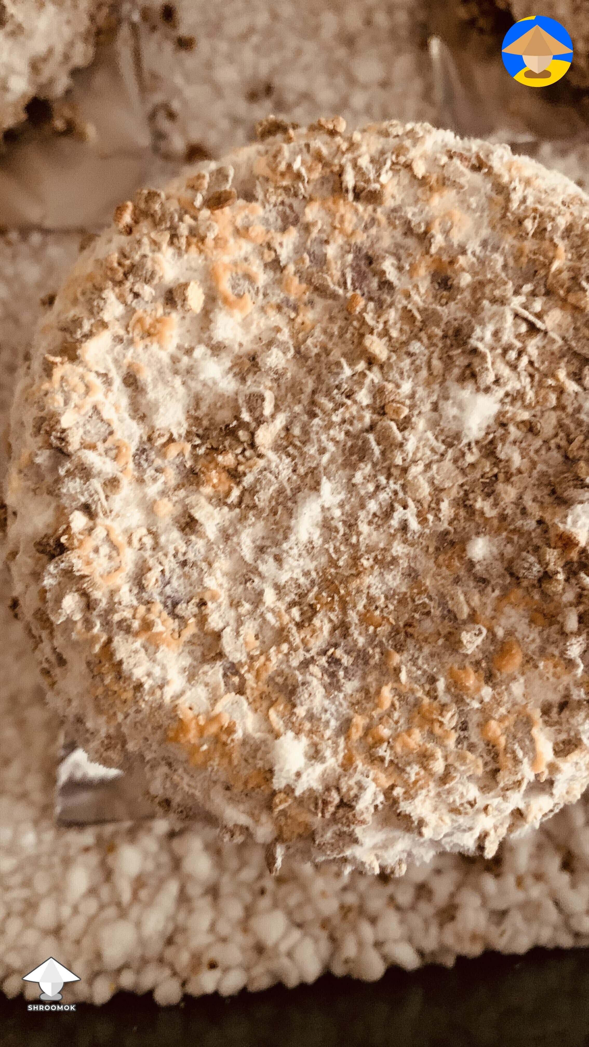 Pink Bread Mold (Neurospora) example 3