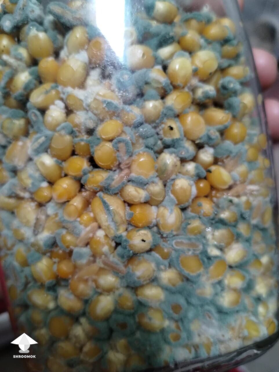 Blue-Green Mold (Penicillium)