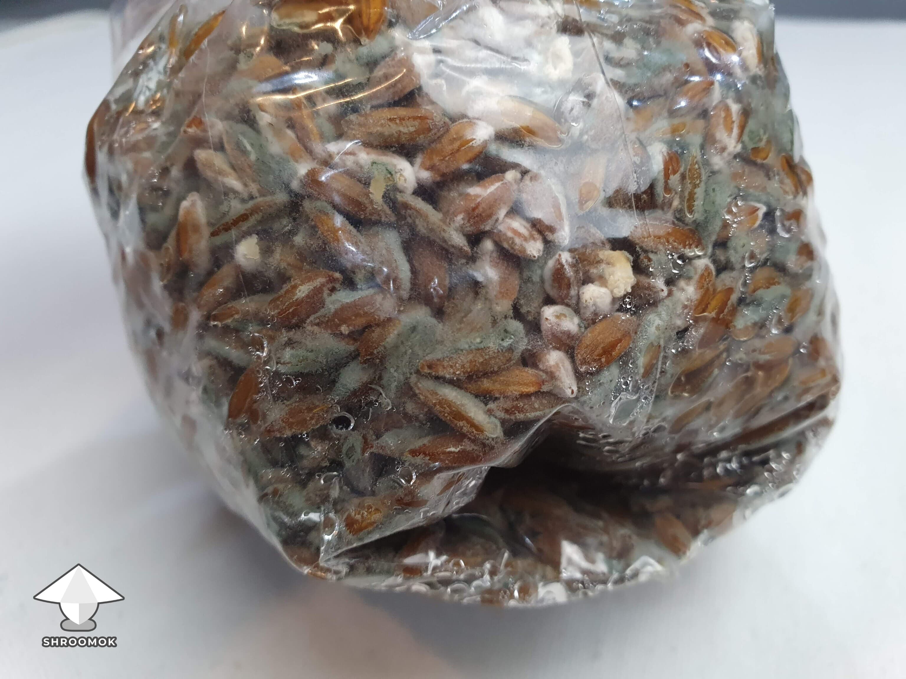 Blue-Green Mold (Penicillium) example 2