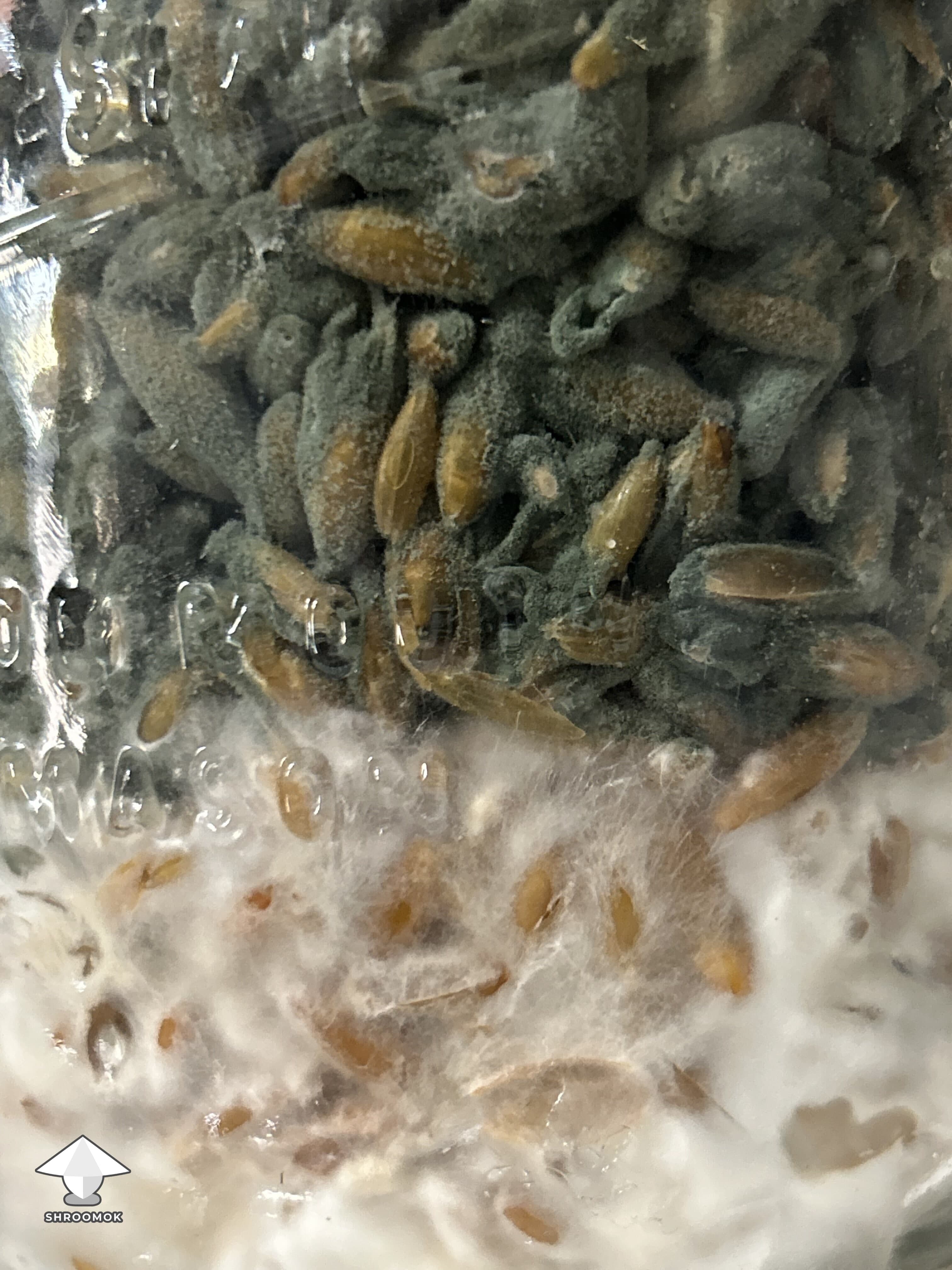 Blue-Green Mold (Penicillium) example 3