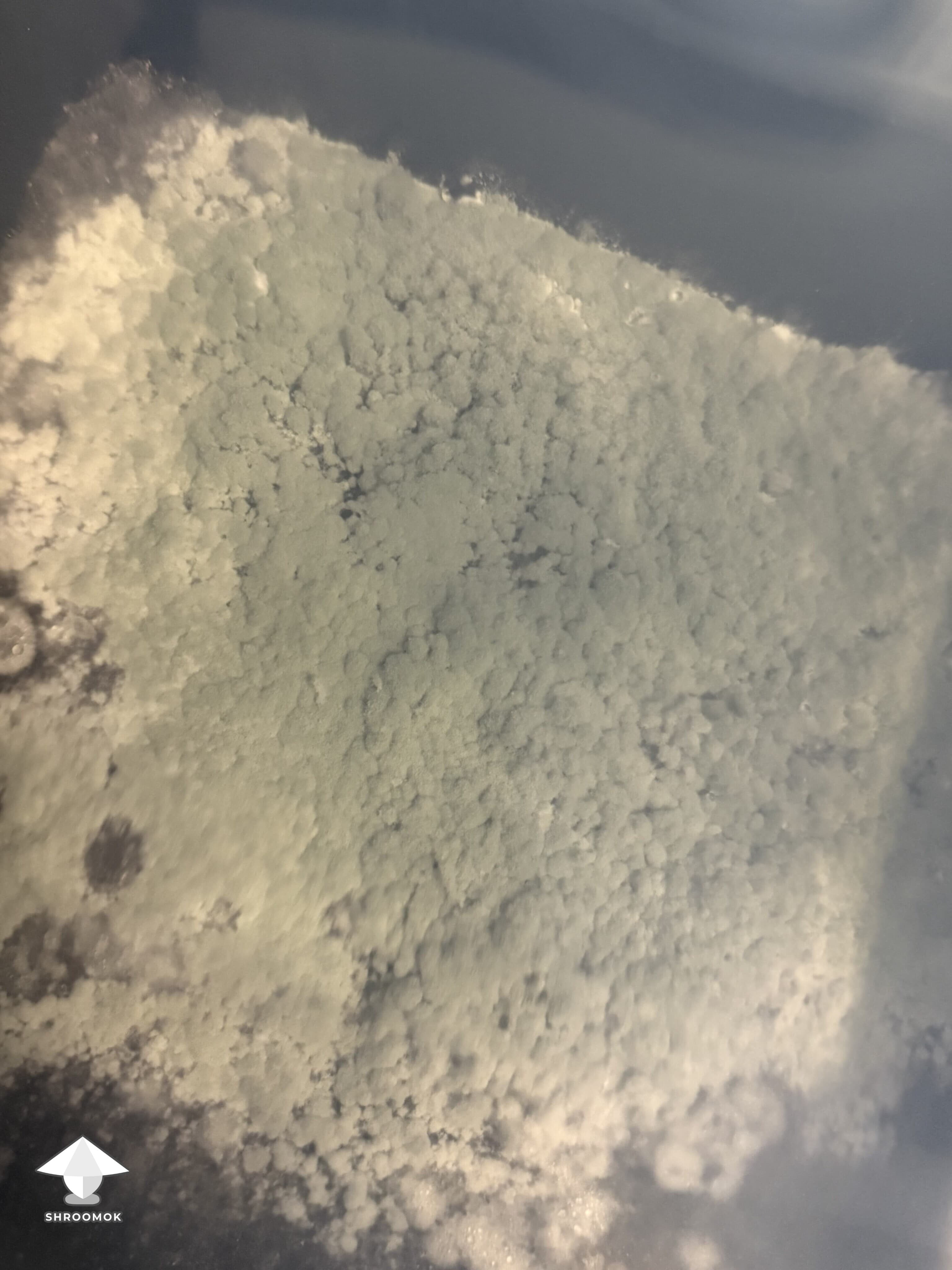 Blue-Green Mold (Penicillium) example 4