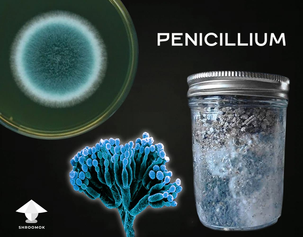 Blue-Green Mold (Penicillium) example 5