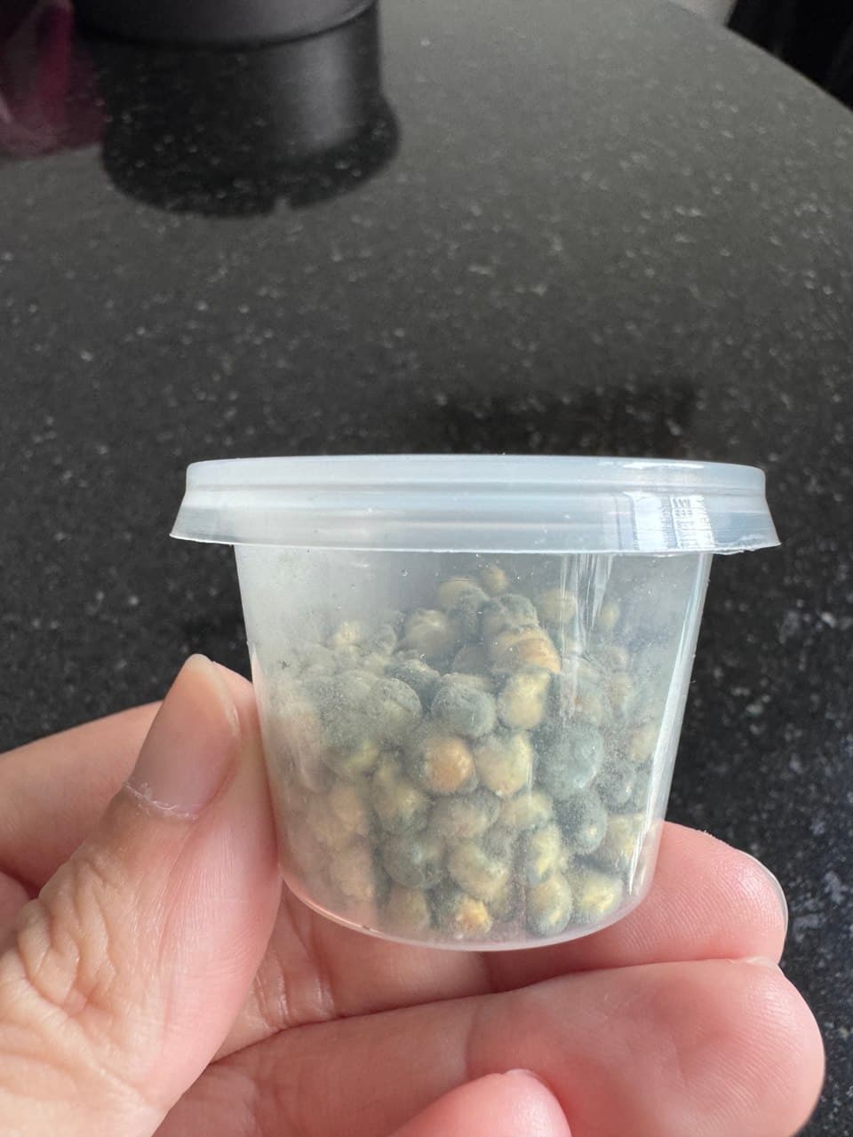 Green Mold (Trichoderma)