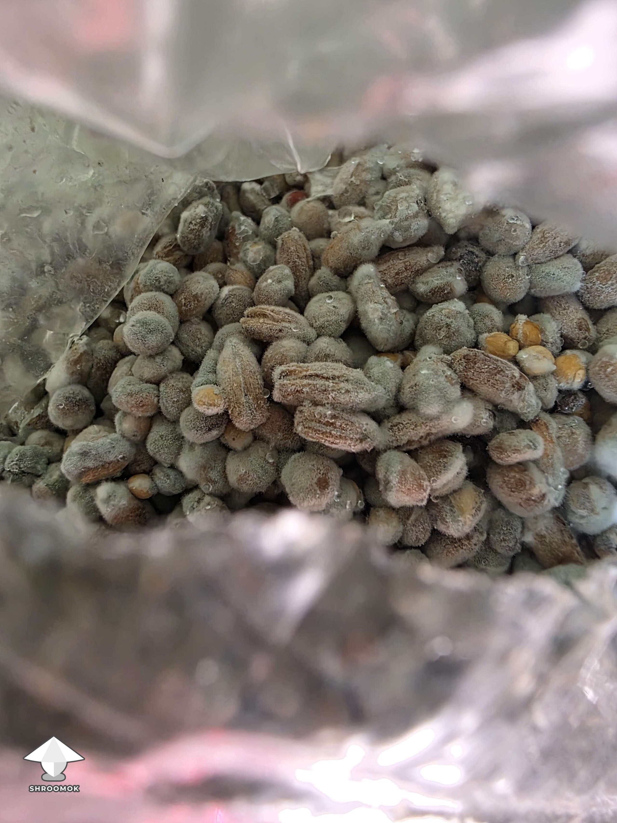 Green Mold (Trichoderma) example 2