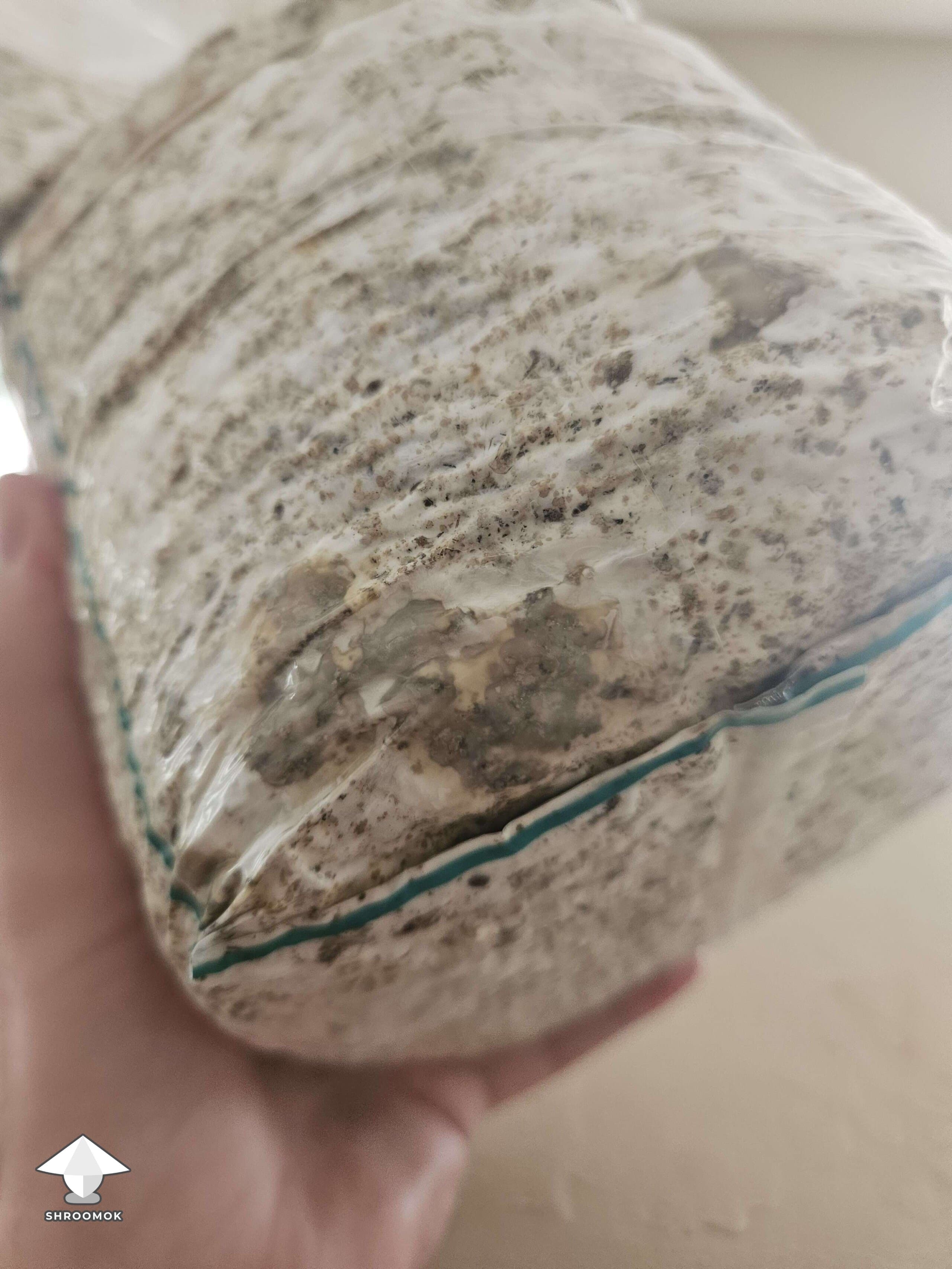 Green Mold (Trichoderma) example 3