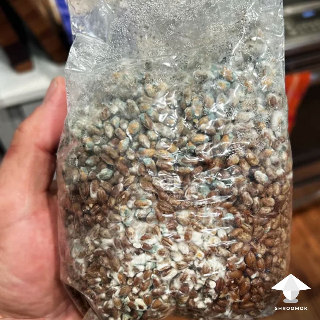 Green Mold (Trichoderma) example 4