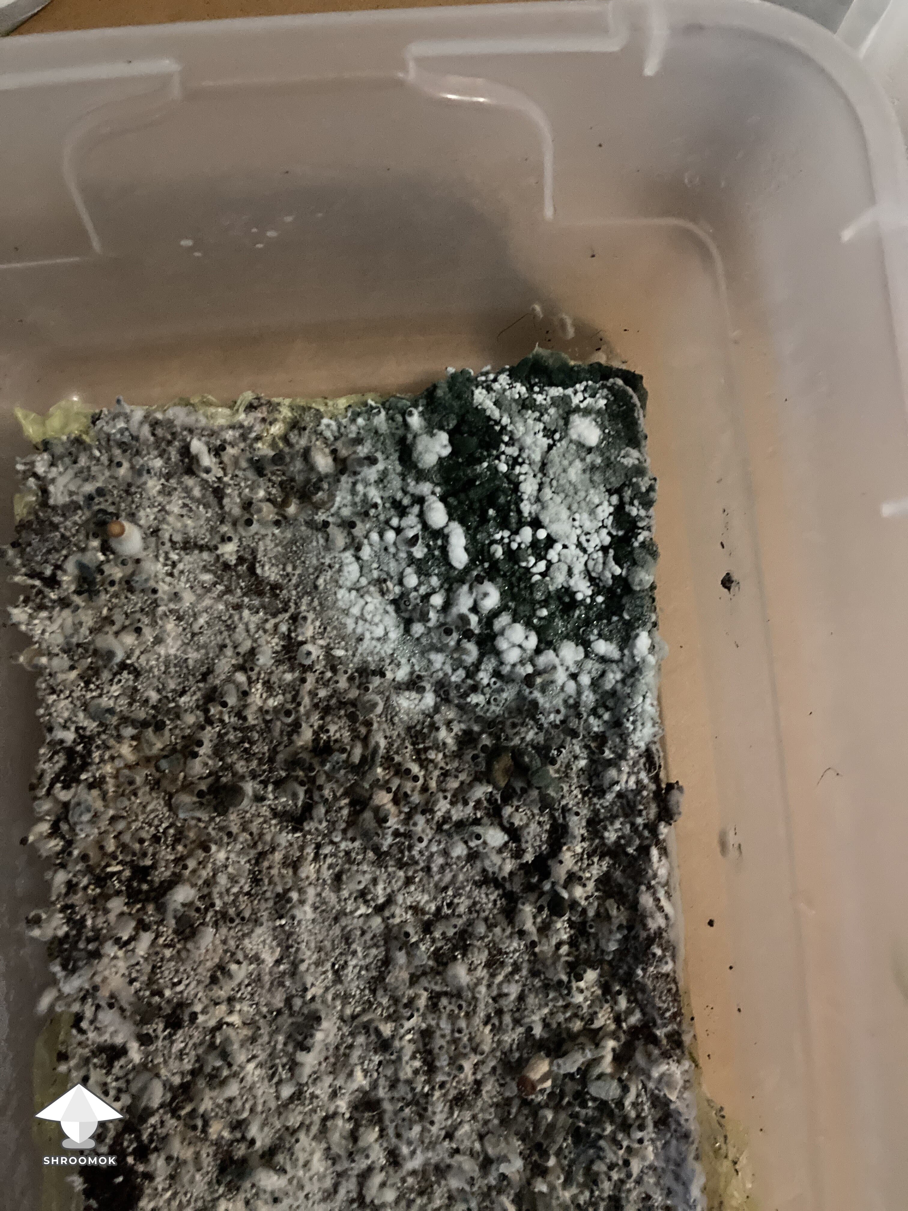 Green Mold (Trichoderma) example 5