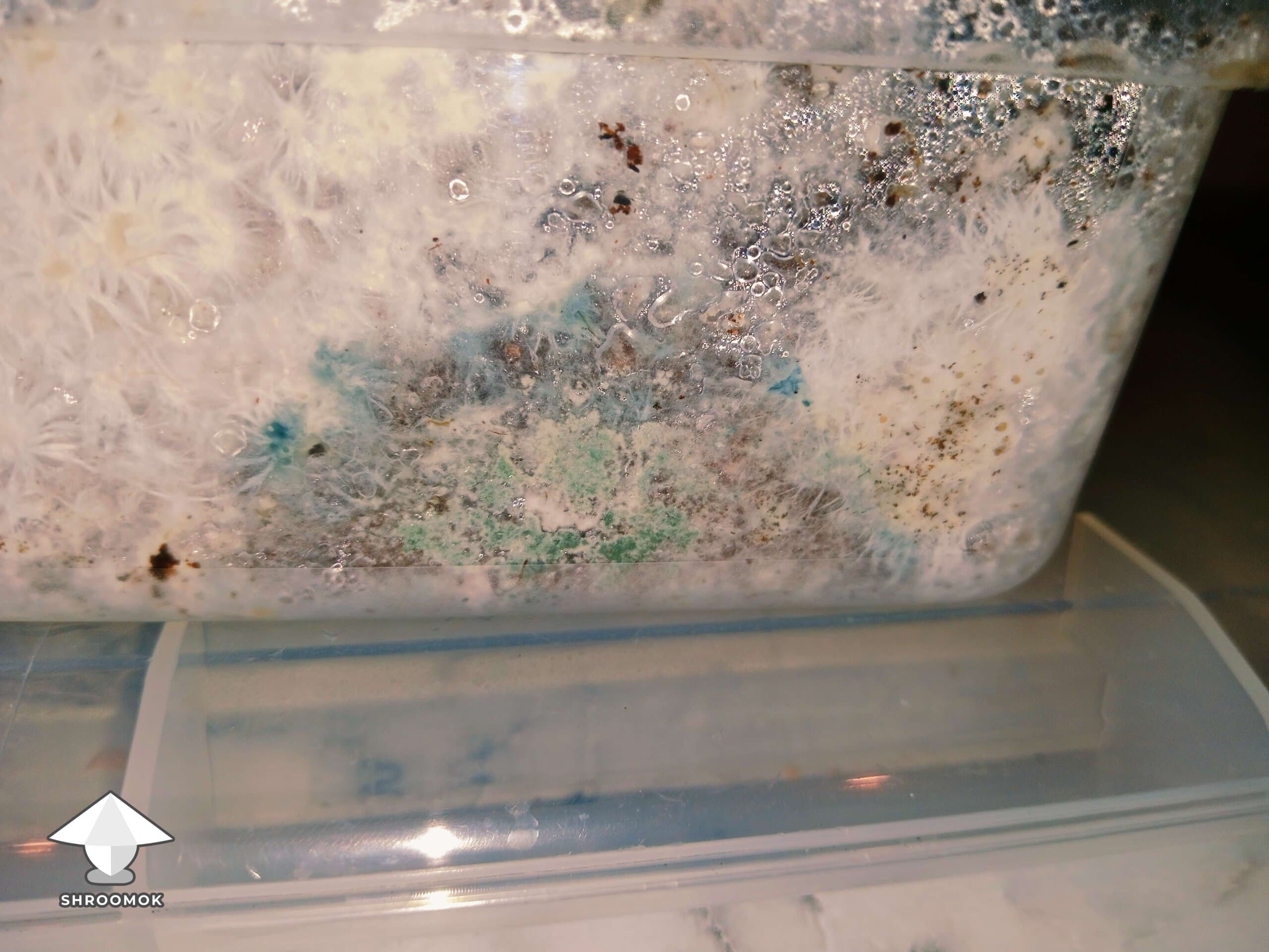 Green Mold (Trichoderma) example 6