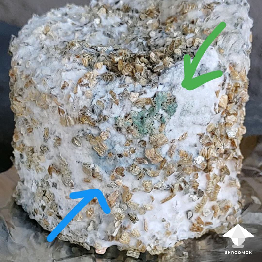 Green Mold (Trichoderma) example 7