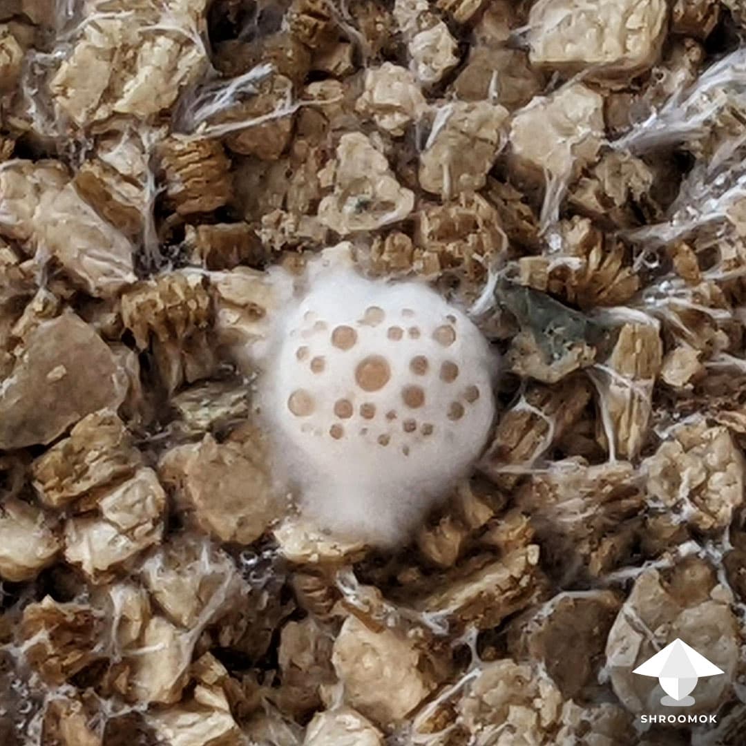 Wet Bubble Disease example 2