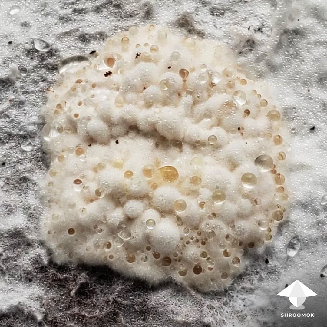 Wet Bubble Disease example 3