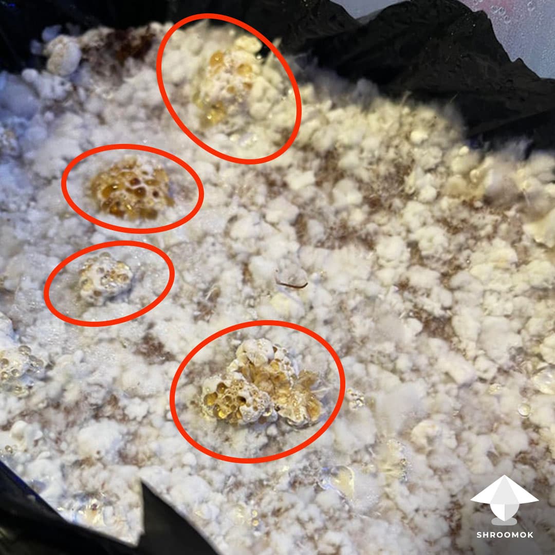 Wet Bubble Disease example 5